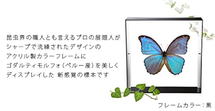 Amazon.co.jp: 蝶の標本 ゴダルティモルフォ ペルー産 Morpho